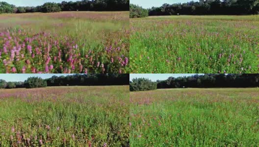 Brushy Creek Lake Park Wild Flowers Pan Shot Texas Wild Flowers用4K拍摄高清在线视频素材下载