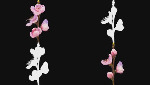 高清时间推移的桃树花生长的黑色背景。盛开的花上色度键背景，剪下背景高清在线视频素材下载