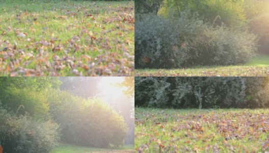 从地面向秋天的树木倾斜高清在线视频素材下载