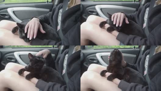 女人在开车旅行时抚摸着一只猫高清在线视频素材下载