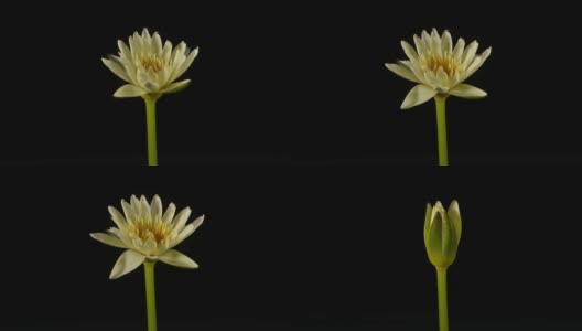 延时拍摄的美丽的黄荷花睡莲在池塘中绽放，睡莲盛开高清在线视频素材下载