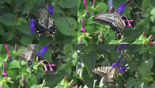 高清:蝴蝶在花上(视频)高清在线视频素材下载