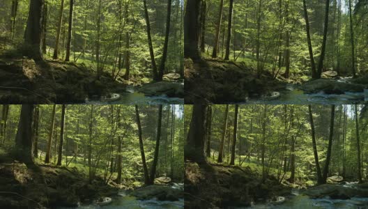 阳光明媚的春天森林中的PAN Creek (4K/UHD to HD)高清在线视频素材下载