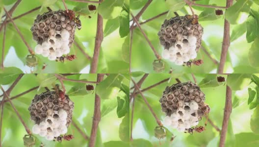 黄蜂和巢在树上(膜翅目)高清在线视频素材下载