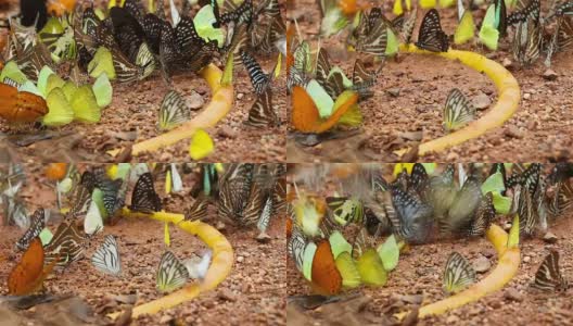 许多种类的蝴蝶在湿地上吃盐，泰国keng kachan国家公园:自然视频高清在线视频素材下载