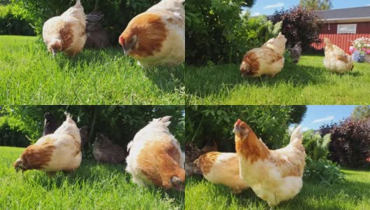 在阳光明媚的日子里，母鸡在花丛旁长长的绿草上吃草。非常活跃的红棕色和黑色的母鸡是免费在屋外的花园，低角度的视频。高清在线视频素材下载