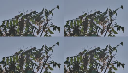 阳光透过树木和蚊子高清在线视频素材下载