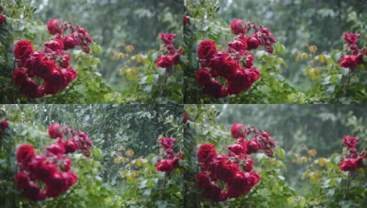 雨声。夏日花园大雨滂沱。粉红色的玫瑰正在盛开，它们被雨滴淋湿了。雨水使玫瑰和叶子变得清新高清在线视频素材下载