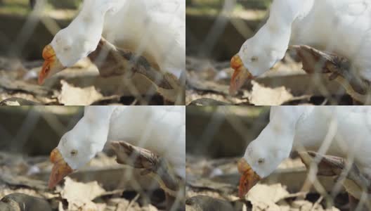 近距离拍摄美丽的白鹅在一个阳光明媚的日子里在地上抓自己的脖子。高清在线视频素材下载