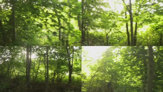 走在林间小路上，穿过绿油油的落叶密密的树冠，在杂乱的树冠下升起高清在线视频素材下载