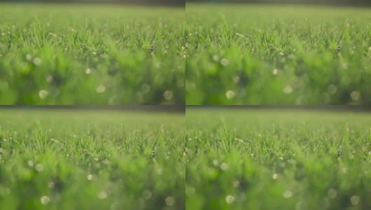 慢镜头:Gras field高清在线视频素材下载
