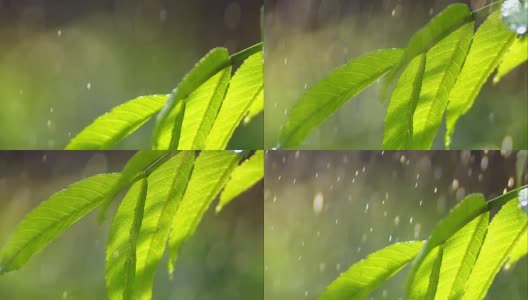 雨滴落在绿叶上特写高清在线视频素材下载