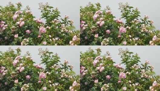 粉色玫瑰高清在线视频素材下载