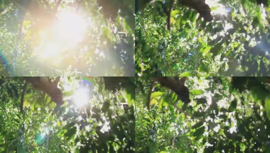 情感的阳光透过树叶看着树木高清在线视频素材下载