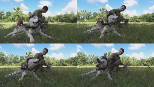 Guy is playing with two Siberian Husky. Slow motion.高清在线视频素材下载
