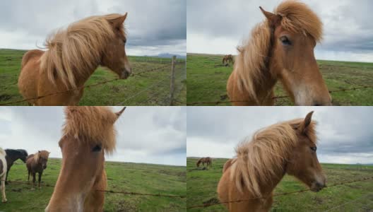 在牧场上吃草的冰岛马高清在线视频素材下载