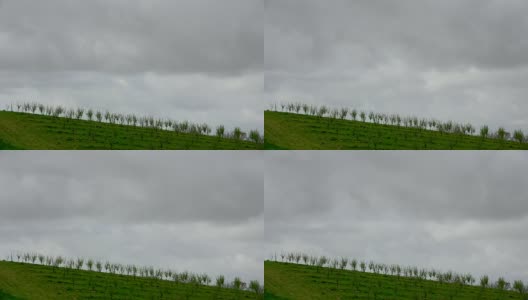 时光流逝，春日清晨成行的梅树和雨云高清在线视频素材下载
