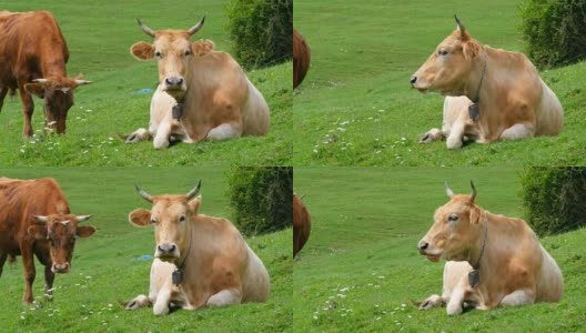 阳光灿烂的日子里，牛在田野里吃草高清在线视频素材下载