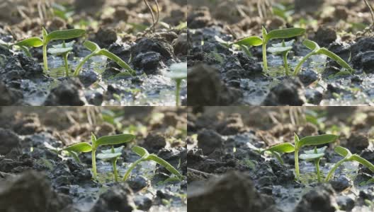 一种在地面上用喷壶浇灌的新生植物的胚芽。水被土壤吸收了高清在线视频素材下载