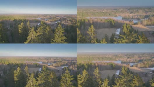 爱沙尼亚Munamagi森林中高大树木的鸟瞰图高清在线视频素材下载