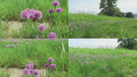 易北河上，韭菜在草地上开花。大黄蜂飞来飞去。(德国)高清在线视频素材下载