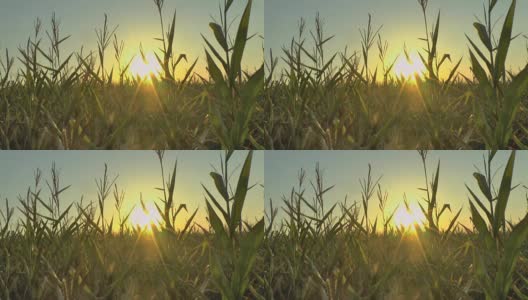 日落时田里的玉米高清在线视频素材下载