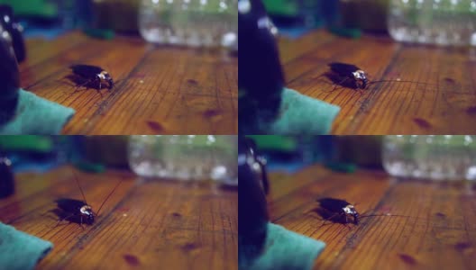慢镜头:一只蟑螂在餐桌上行走高清在线视频素材下载