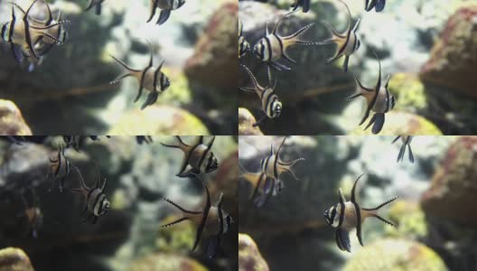 热带海洋里的小鱼高清在线视频素材下载