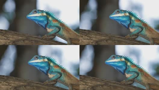 热带雨林中的蜥蜴。高清在线视频素材下载