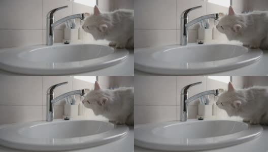 有趣的猫在浴室里从水龙头里喝水高清在线视频素材下载