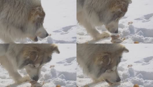 大流浪狗在雪地里吃肉高清在线视频素材下载
