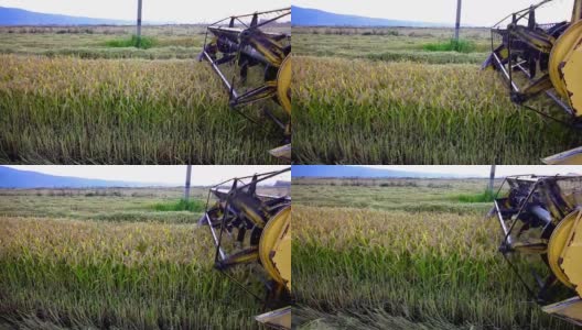 联合刀片收割小麦，大米，黑麦，索尼4K稳定器拍摄高清在线视频素材下载
