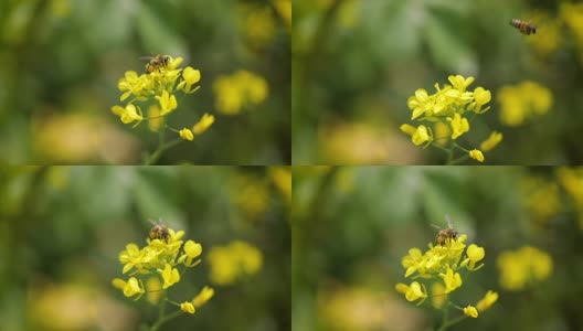 蜜蜂从芥菜花蜜中采集花蜜的慢动作。高清在线视频素材下载