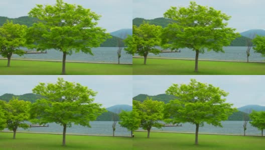 日本和田湖的树高清在线视频素材下载