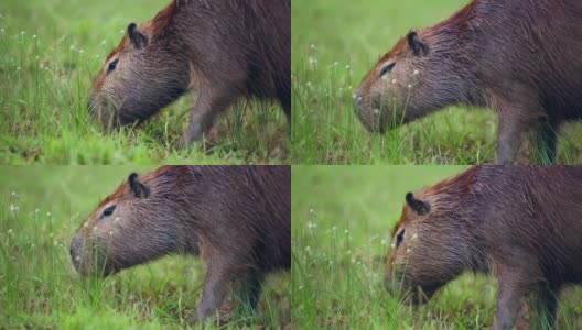 水豚正在吃新鲜的绿草高清在线视频素材下载