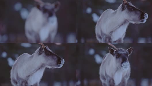 在芬兰的拉普兰，一只带角的驯鹿在一片积雪覆盖的森林附近四处张望高清在线视频素材下载