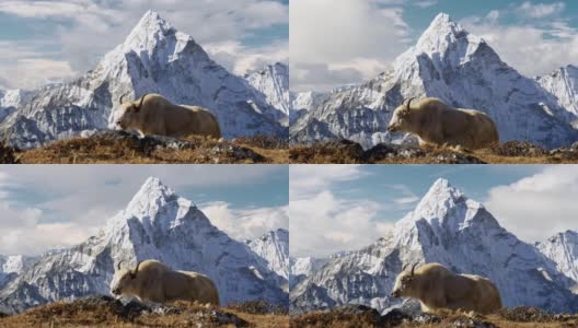 尼泊尔喜玛拉雅山脉的白牦牛。背景是尼泊尔白雪覆盖的阿玛达布拉姆山。珠峰大本营徒步旅行(EBC)。替身拍摄,4 k高清在线视频素材下载