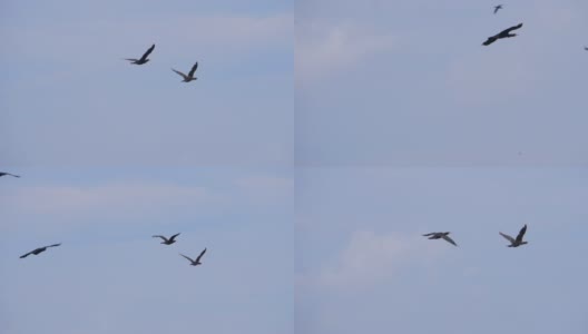 缓慢的运动。鸟儿和大雁列队飞翔，蓝天。成群迁徙的大鸬鹚。高清在线视频素材下载