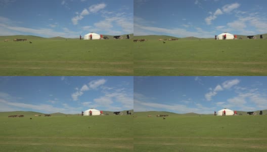 一个家庭在蒙古的草地上搭建蒙古包帐篷高清在线视频素材下载