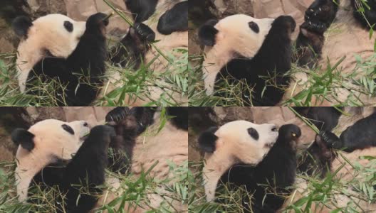 一只正在吃竹子的大熊猫。高清在线视频素材下载