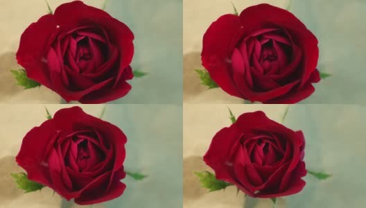 顶视图的盛开的红玫瑰是开放和关闭它的花瓣拍摄在时间流逝高清在线视频素材下载