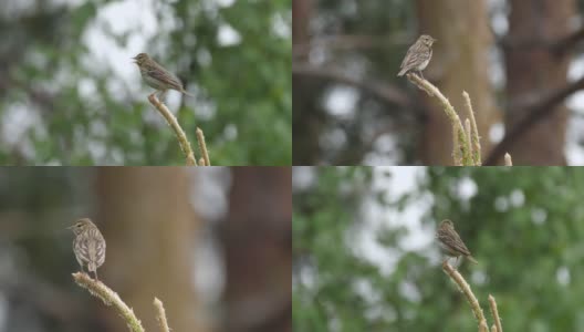 白桦树鹨(白花Anthus trivialis)春季鸣禽，白俄罗斯高清在线视频素材下载