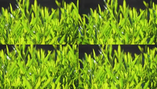 新鲜的绿草用露珠剪辑，露珠在绿草上的镜头，雨滴在绿草上的视频。特写镜头4 k高清在线视频素材下载