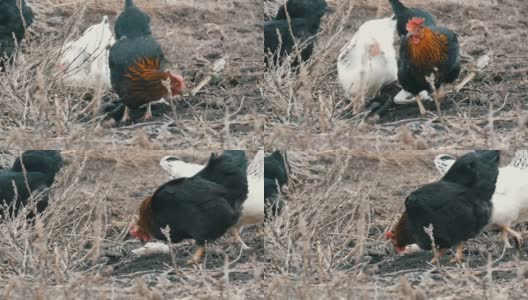 深秋或早春，黑白相间的农场鸡在干草上吃草。高清在线视频素材下载