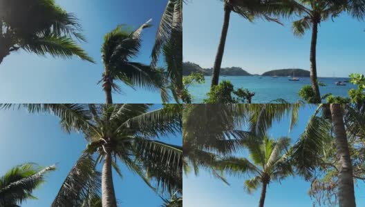 棕榈树的树枝被强风吹长。茂密的椰子树在蓝天的映衬下摇曳。岛的海岸。在蓝色的海面上可以看到游艇和船只高清在线视频素材下载