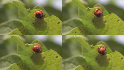 科罗拉多甲虫幼虫吃土豆叶子高清在线视频素材下载