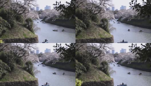 东京千鸟渊公园的樱花高清在线视频素材下载