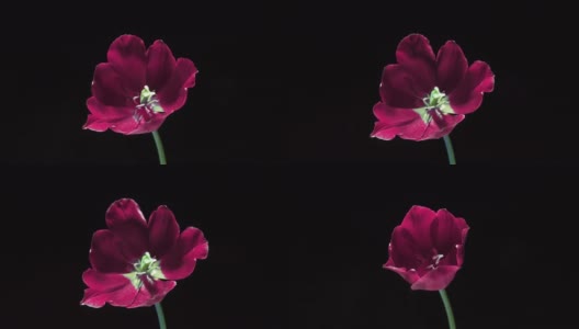 美丽的粉红色郁金香花盛开在黑色的背景，特写镜头。2022年趋势的颜色。展示2022的颜色-非常佩里。婚礼背景，情人节的概念。生日群。花的特写镜头高清在线视频素材下载