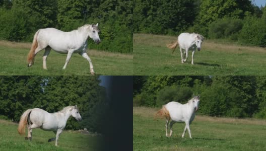美丽的白马在绿色的草坪上，阳光明媚的夏日高清在线视频素材下载