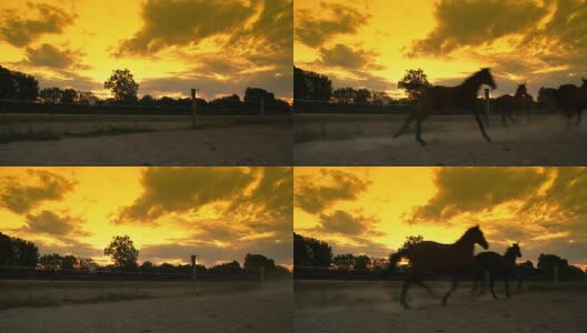 高清慢动作:马在黎明奔跑高清在线视频素材下载